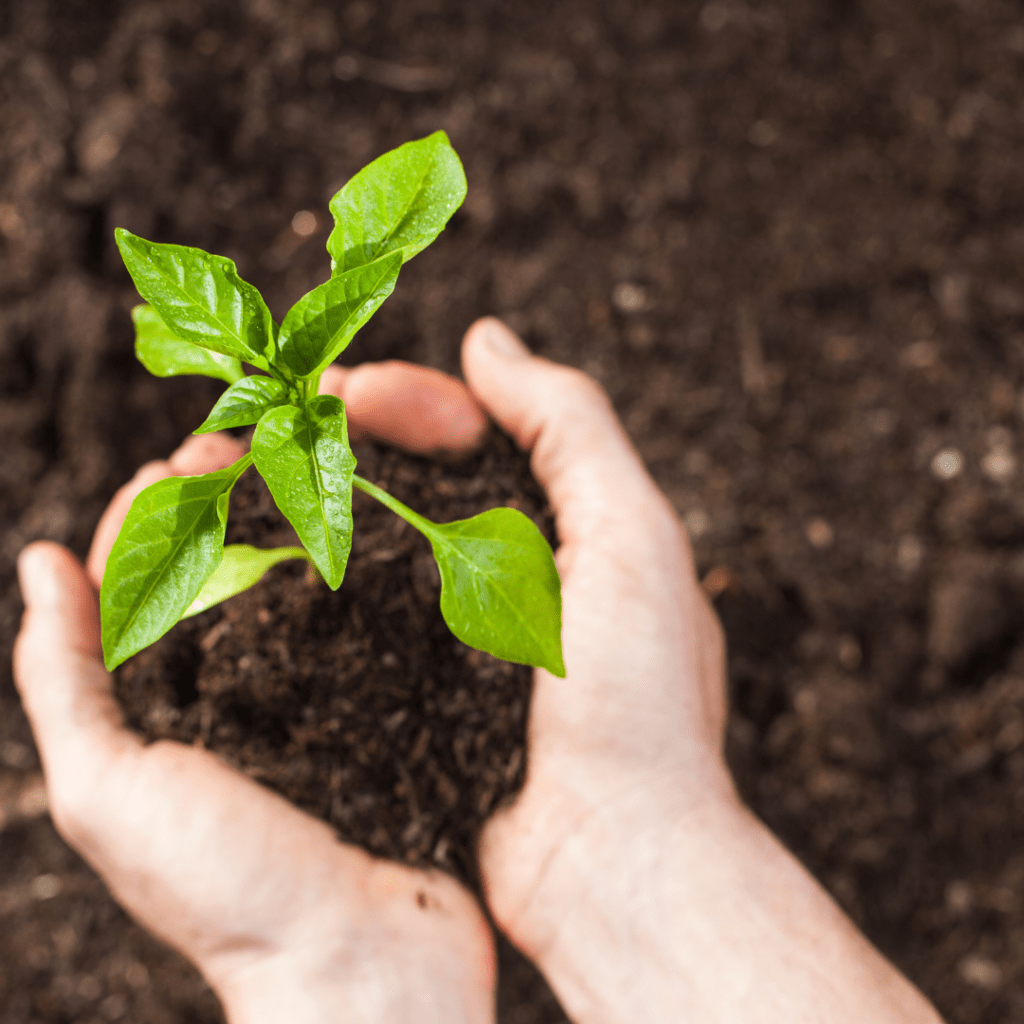 spa con productos de cultivo sostenible